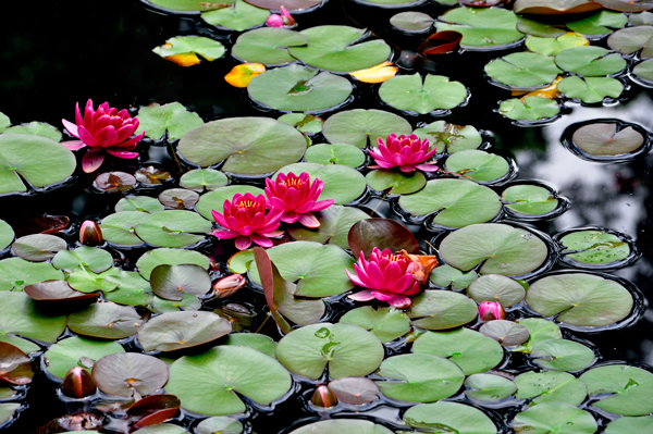 Iris Garden pond